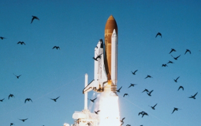 Space Shuttle Challenger Surrounded by Birds